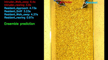 Multi animal classification in SimBA