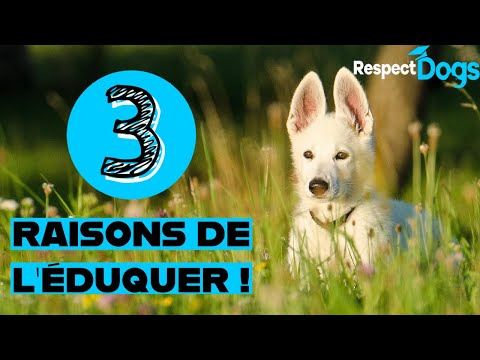 Vidéo: 5 façons d'intégrer la formation de chien à votre vie bien remplie