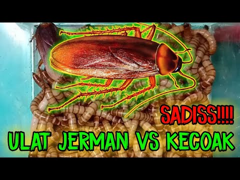 EKSPERIMEN 8 : ULAT JERMAN VS KECOAK