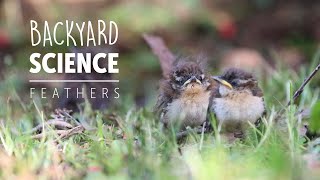Backyard Science - Feathers