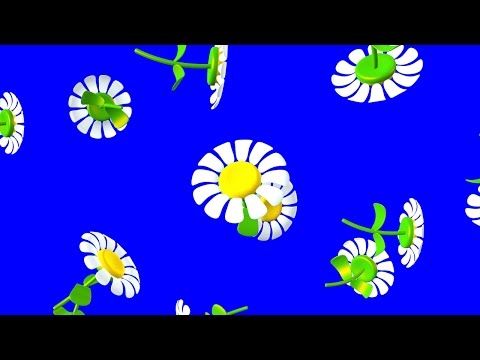 Ромашки. Цветы Ромашки. Детские Футажи Ромашки. Футажи на хромакее
