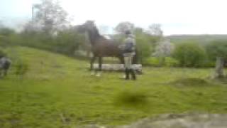 Horse Rearing On Command