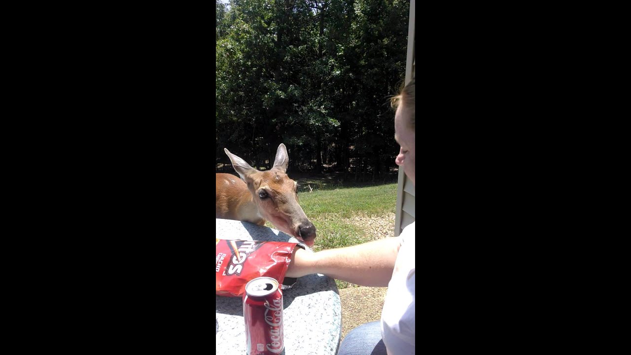 Deer eats Doritos YouTube