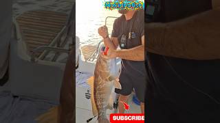 ΣΦΥΡΙΔΑΡΑ 🔥🔥 #ψάρεμα #fishing #bigfish #viral #nokidnofish