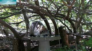 One Eye the Raccoon in daylight