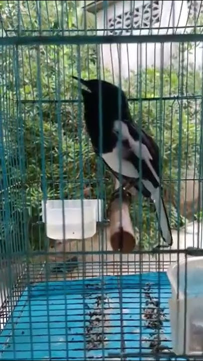 Burung Murai Kampung #burungmurai #kicauburung  #suaraburungMerdu