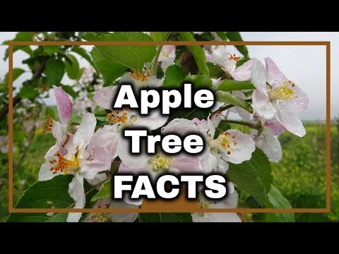 Apple Tree Information & Uses