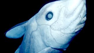 Chimaera Ghost Shark - Deepsea Oddities