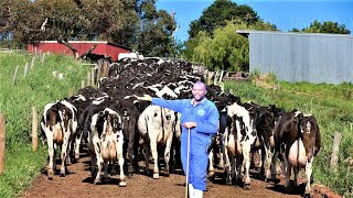 Best Feed For My Cows to increase Milk | How My Dairy Farm Succeeds With Low Costs in Uganda