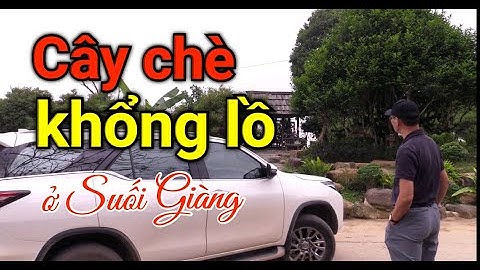 Thăm cây chè Suối Giàng cổ thụ 400 năm tuổi