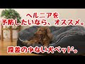 ヘルニアを予防したいなら。犬ベットのおススメ。アンビエントラウンジジャパンさん。