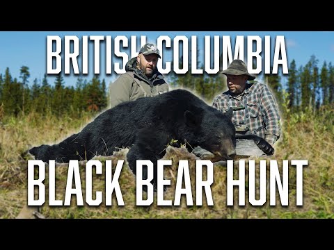 Black Bear Hunt in British Columbia