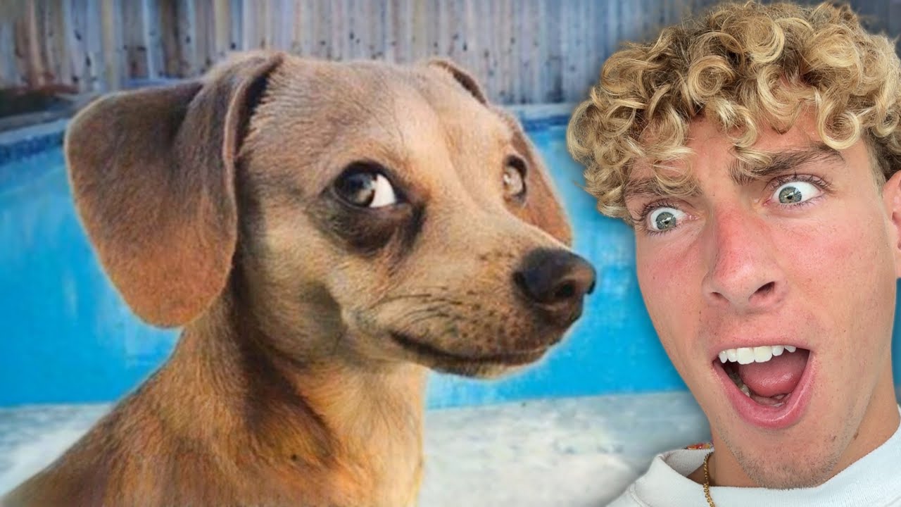 Best Pet Videos of ALL TIME