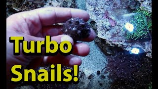 Turbo Snails For Your Reef Tank