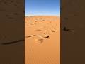 مطاردة شرسة بين الأفعى والأرنب فوق رمال الصحراء الحارقة Viral Shorts