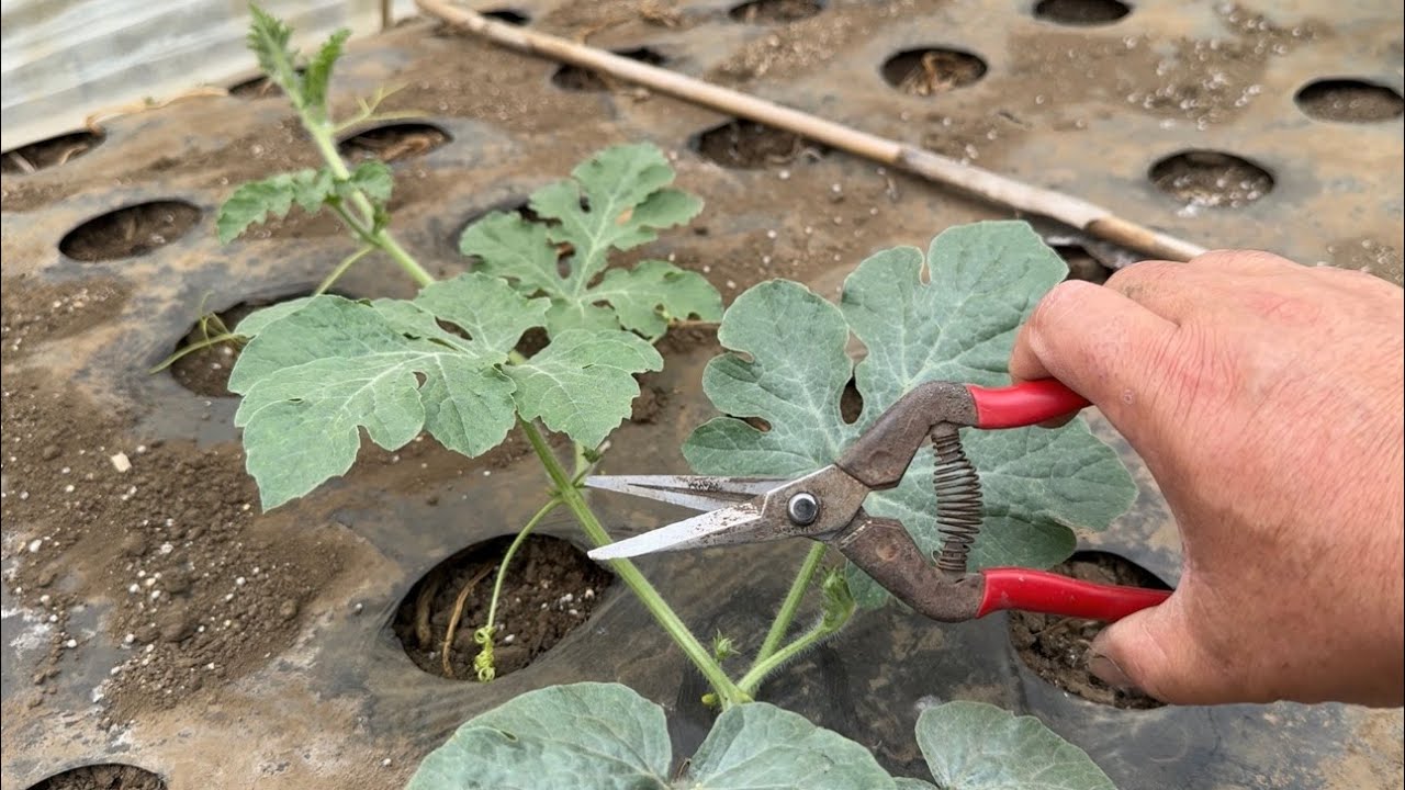 【スイカ育て方・栽培のコツ】スイカが大きく育つ親ヅル摘心と子ヅル４本仕立てのやり方（摘心〜肥料と水やり〜栽培管理）24/5/3