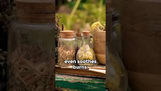 Herbs: Nature's Healing Power  #healthandwellness  #healingherbs  #herbs  #naturesmedicine