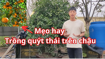 Cách Trồng Quýt Thái Trong Chậu Sai kín Quả| Nhà Vườn Vũ Tiến