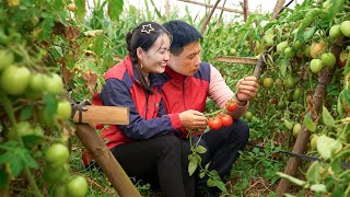 From Tomato Harvest to Market—A Couple’s Day of Hard Work and a Warm Family Meal
