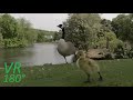 VR180° As close as I can get to the Goslings