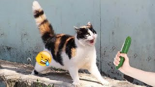 Be careful, don't laugh 🐕😺 Funny videos with dogs, cats and kittens😸part 8