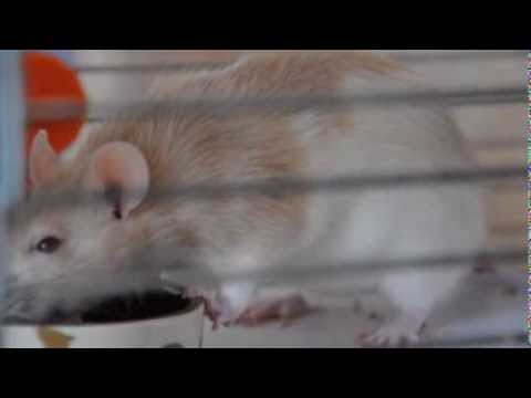 крыса задыхается