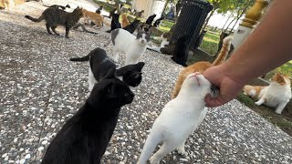 Hundreds of cats came running after hearing one sound!