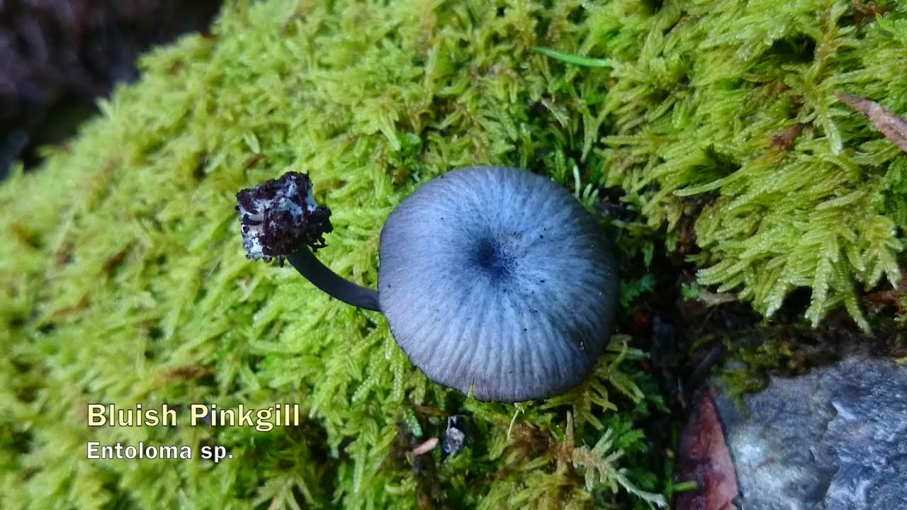 Search for mushrooms