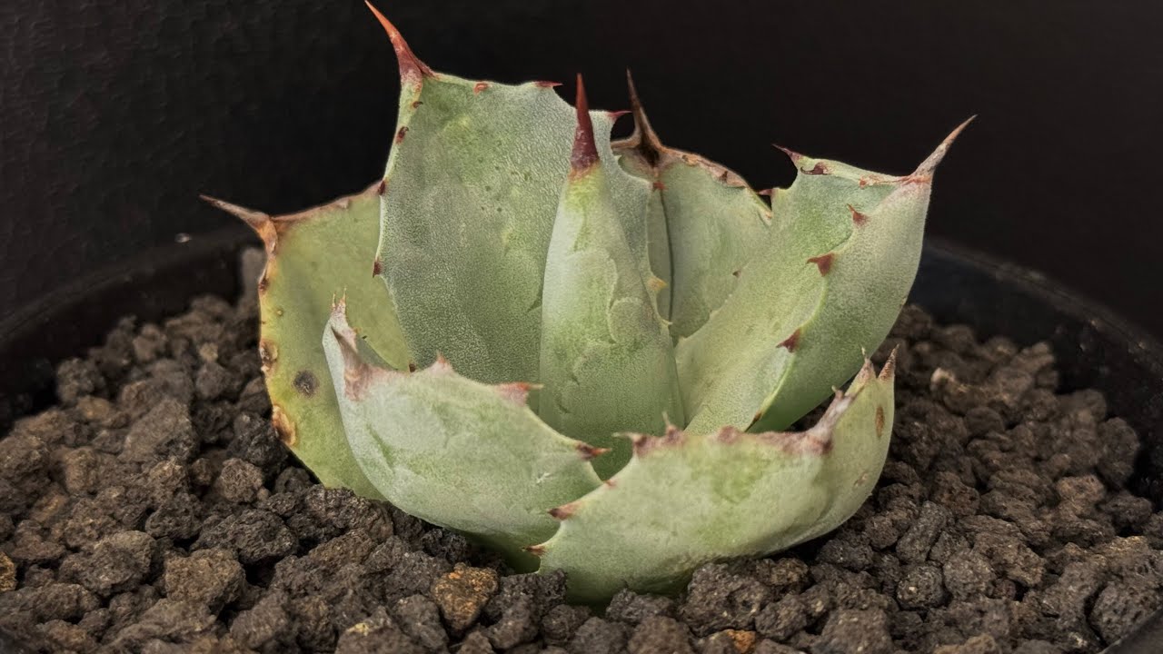 Royal agave産＞アガベ・イシスメンシス （芽／大）-003｜ agave isth