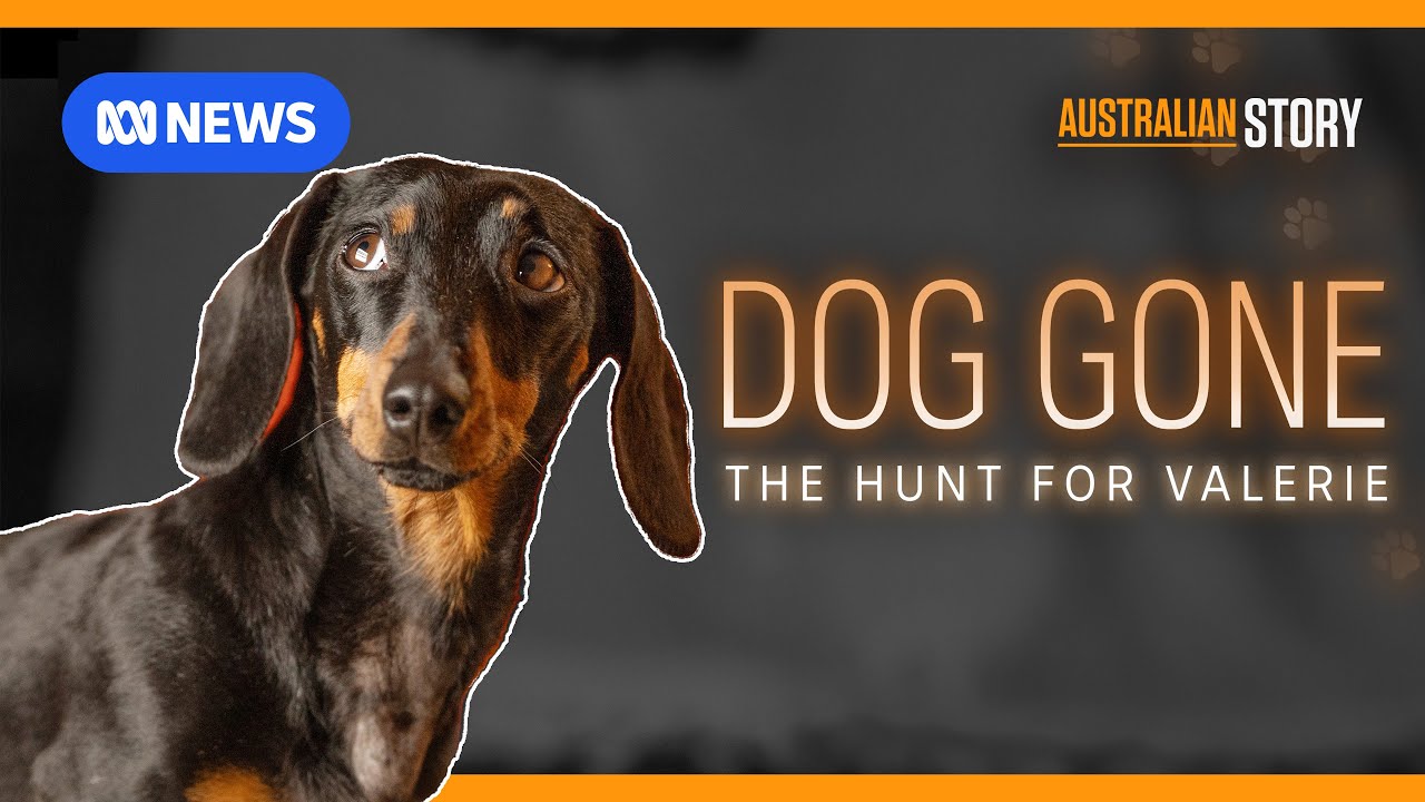 Sausage dog survives 529 days in island wilderness | Australian Story