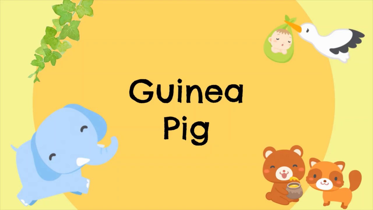 Guinea Pig intro