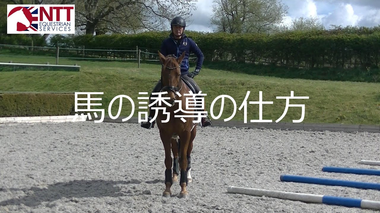 馬の誘導の仕方#6