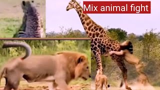 Fight between all kinds of animals in this videoswildlife