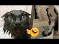 New Funny Animal Videos 2023 🐕🐈😁 - Funniest Dogs and Cats Videos 🥰🐶😻# 267