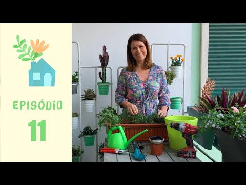 Vídeo: Sálvia em recipientes: a sálvia pode ser cultivada dentro de casa?