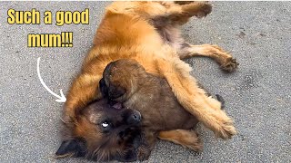 Adorable Leonberger Mum Plays with her Pups!