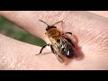 friendly bee vibing on my hand