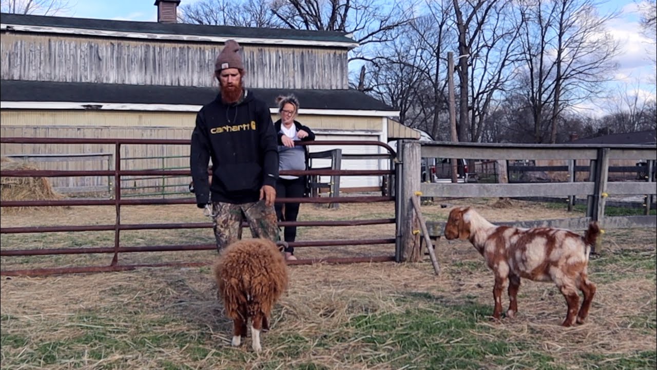 Wrestling Goats On The Farm *one handed YouTube
