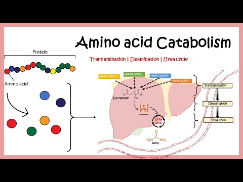 Amino acid catabolism (Transamination | Deamination | Urea