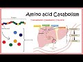 Amino acid catabolism (Transamination | Deamination | Urea cycle)