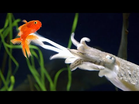 Видео: Каракатица – настоящая рыба?