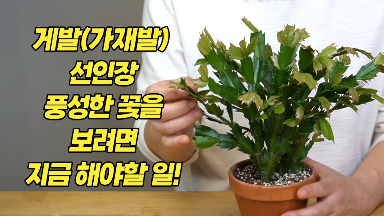 Рождественский кактус Что делать сейчас, чтобы увидеть обильное цветение - Садоводство и садоводство