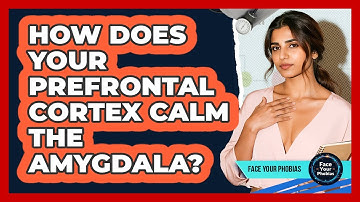 How Does Your Prefrontal Cortex Calm The Amygdala? - Face Your Phobias