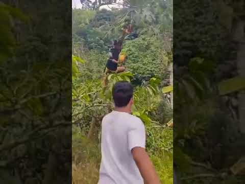 Video: Buah Jatuh Di Pepaya - Mengapa Buah Pepaya Jatuh Dari Pohon