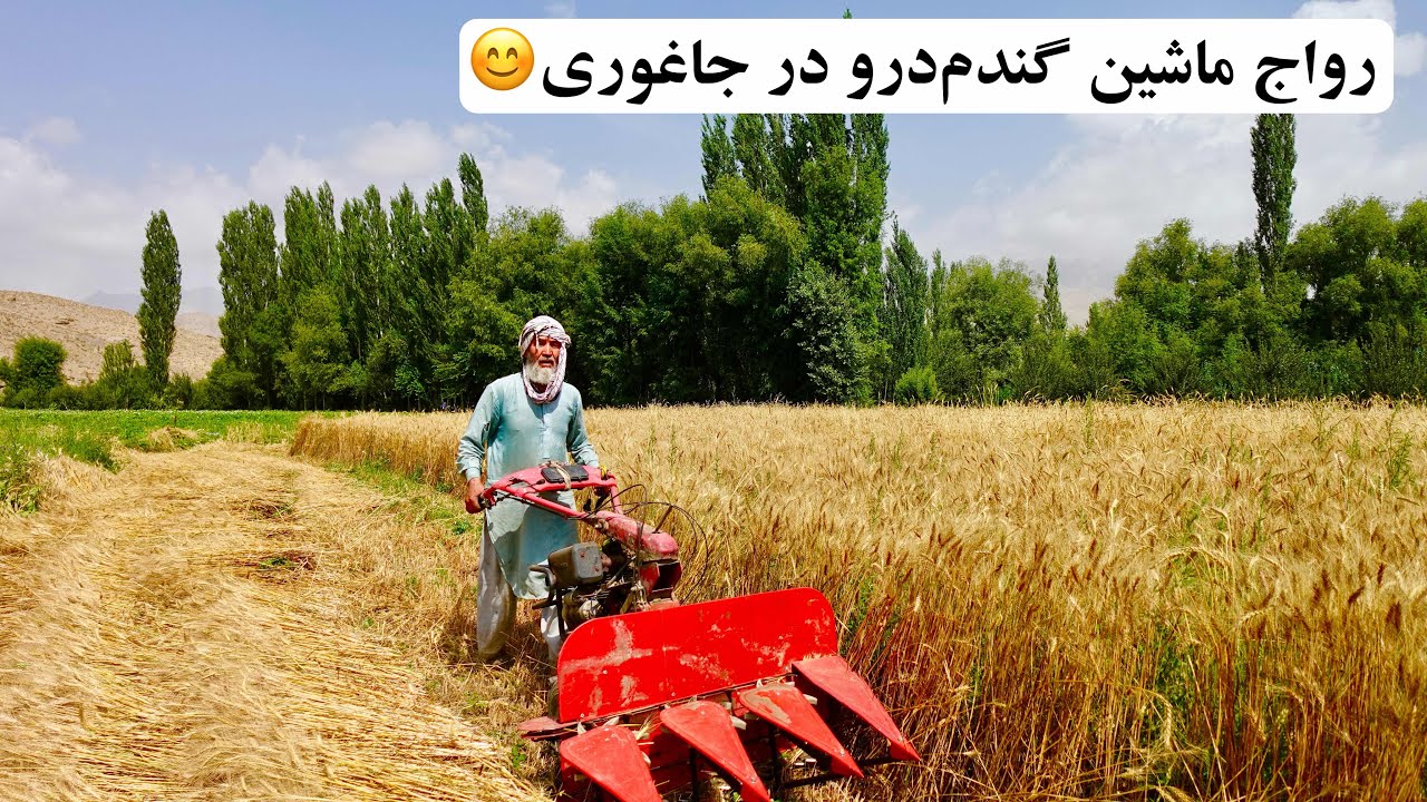 ماشین گندم‌درو هم وارد جاغوری شد
