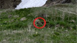 Alp Marmots + Herde of Ibex spotted in Italy