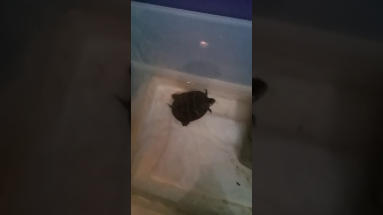 camera iphone 8 plus apk Painted turtle care