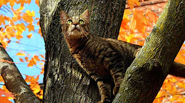 Сколько дней кошка может просидеть на дереве