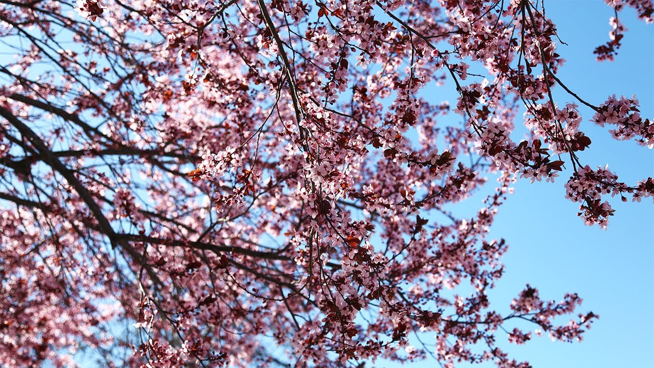 When To Fertilize Lawn Northern Utah When To Fertilize Lawn Northern Utah