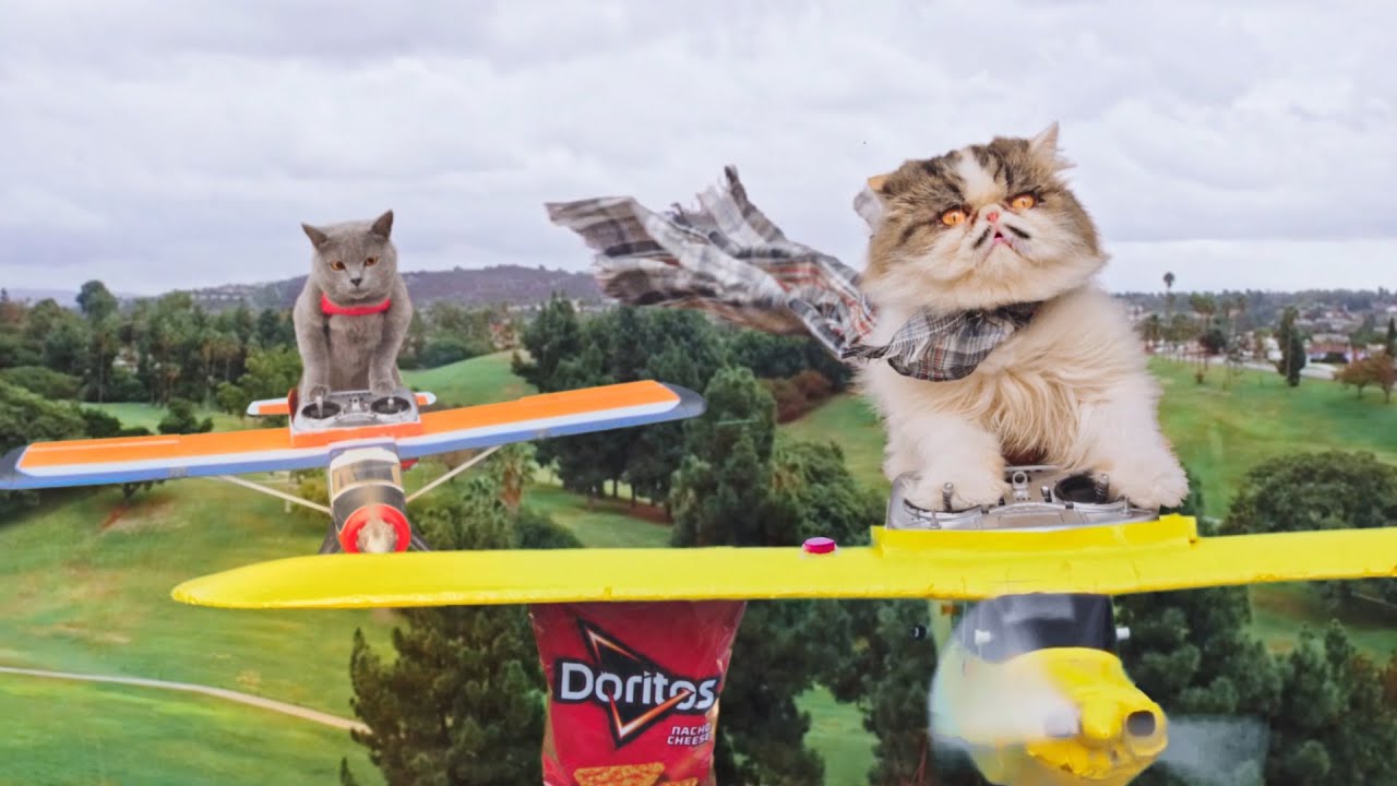 Doritos Commercial - Cat Fight - Doritos Commercial - Cat Fight